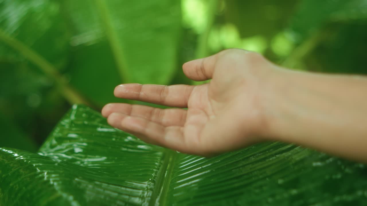 Close-up of a wet hand reaching out above a large leaf under rain. Raindrops fall and glisten on the glossy surface. The lush jungle is visible in the background
