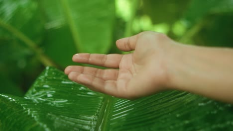 close-up of a wet hand reaching out above a large leaf under rain. raindrops fall and glisten on the glossy surface. the lush jungle is visible in the background