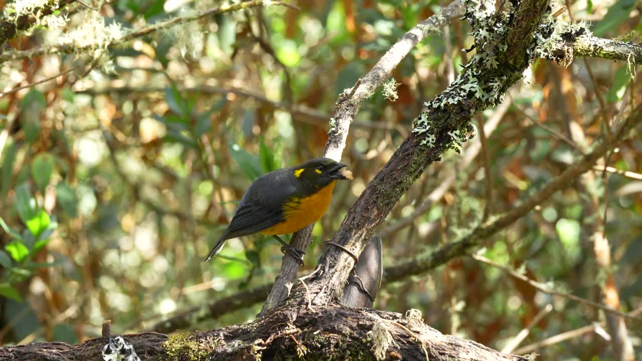 Imagem de um saí-andorinha _Anisognathus lacrymosus_ se alimentando em galhos rodeados por vegetação exuberante na Colômbia, mostrando o comportamento de um pássaro andino e o habitat natural da floresta