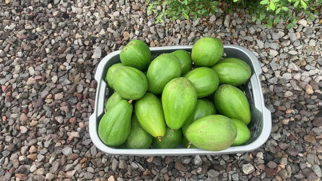 a man's hand puts several avocados in a basket. fruit harvest concept