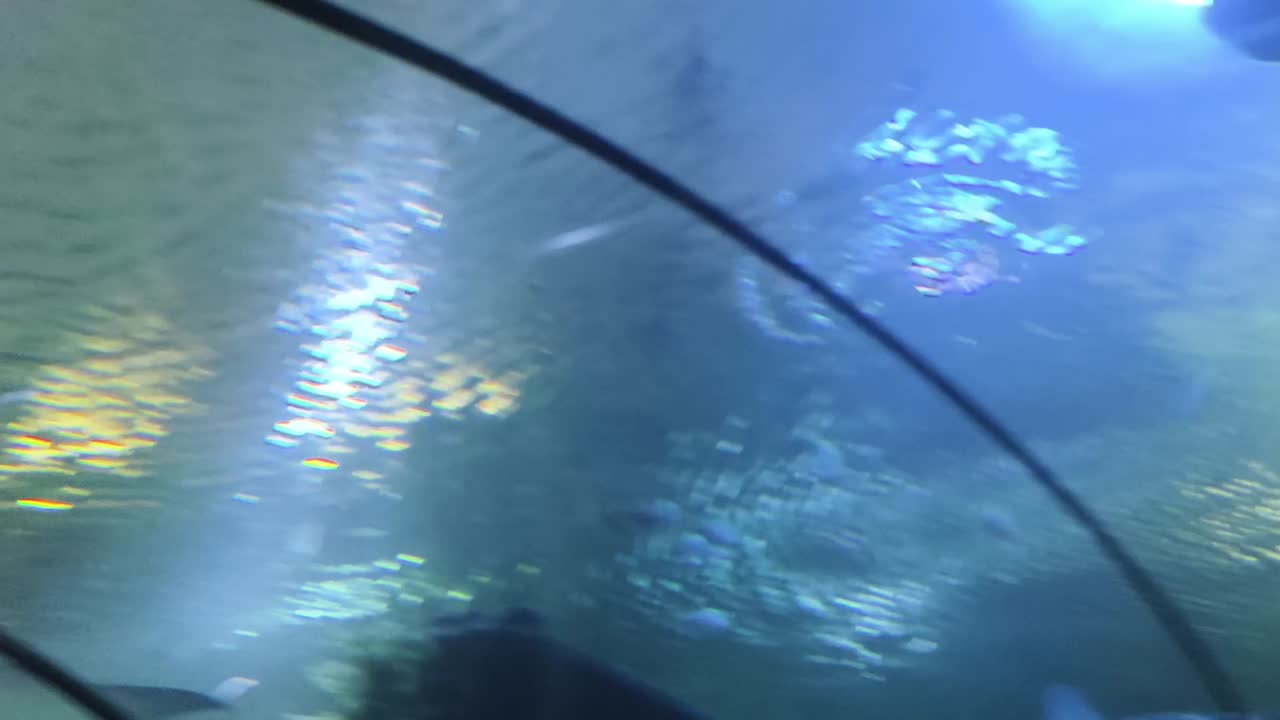 스팅레이와 수족관의 물고기