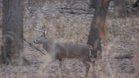 an impressive whitetail buck briefly smells the ground as it searches for a doe during mating season