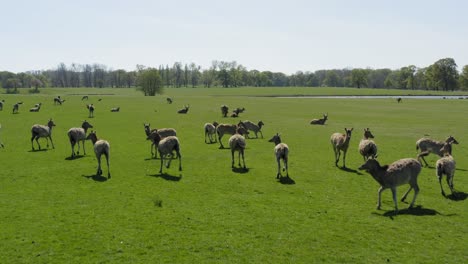 close up with a herd of wild deer grazing in a beautiful bright green field of grass