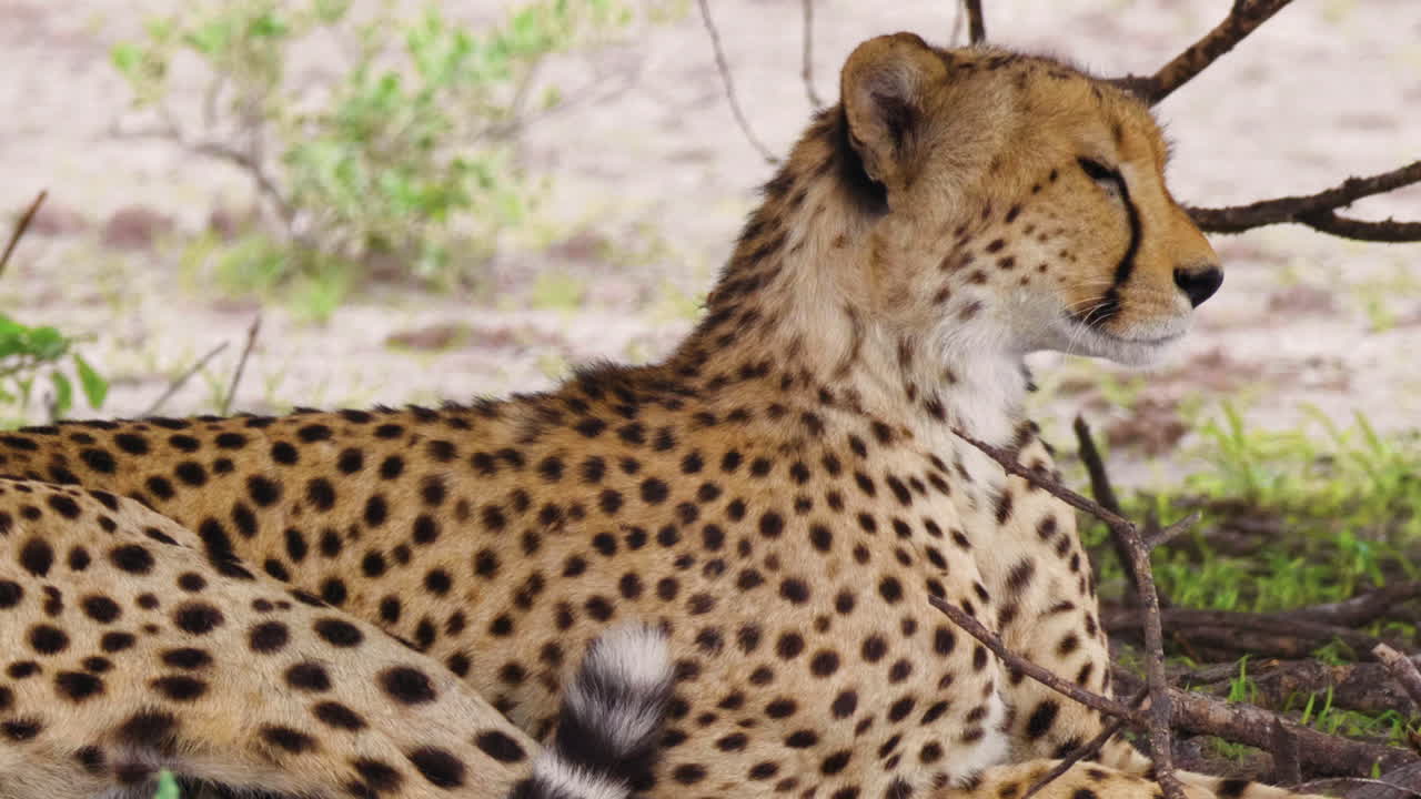 un guepardo hembra relajándose y mirando a lo lejos bajo la sombra de un árbol en el valle del engaño, reserva de caza de kalahari, botswana