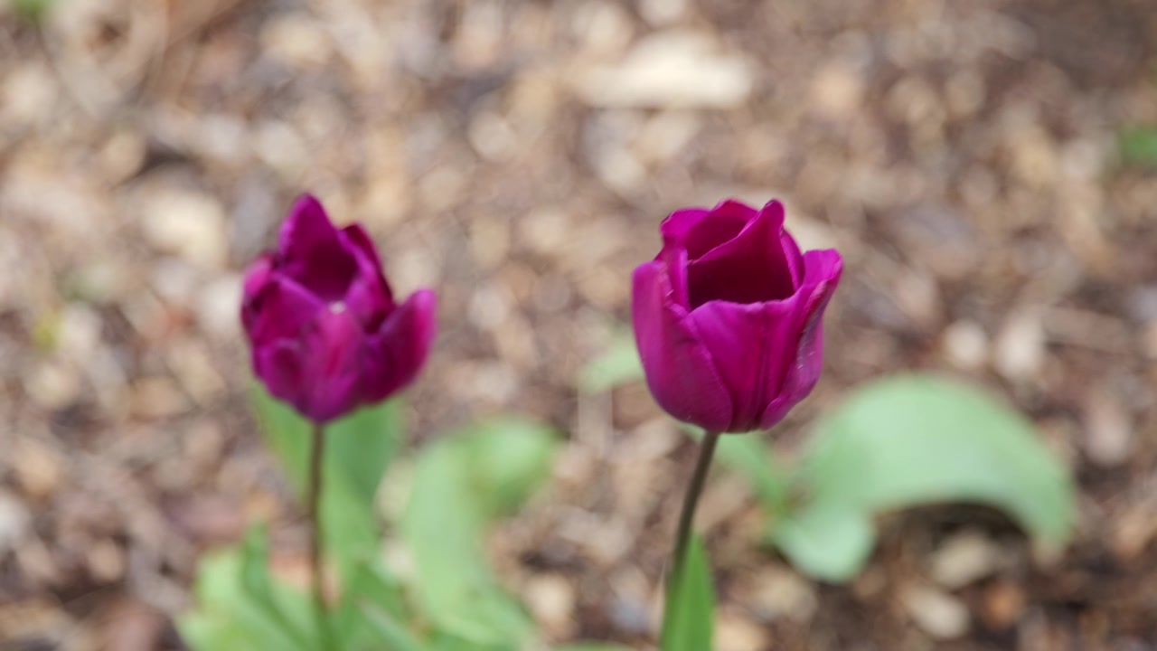 Käsivaralta otettu lähikuva violetista tulppaaneista kukkimassa keväisessä puutarhassa.