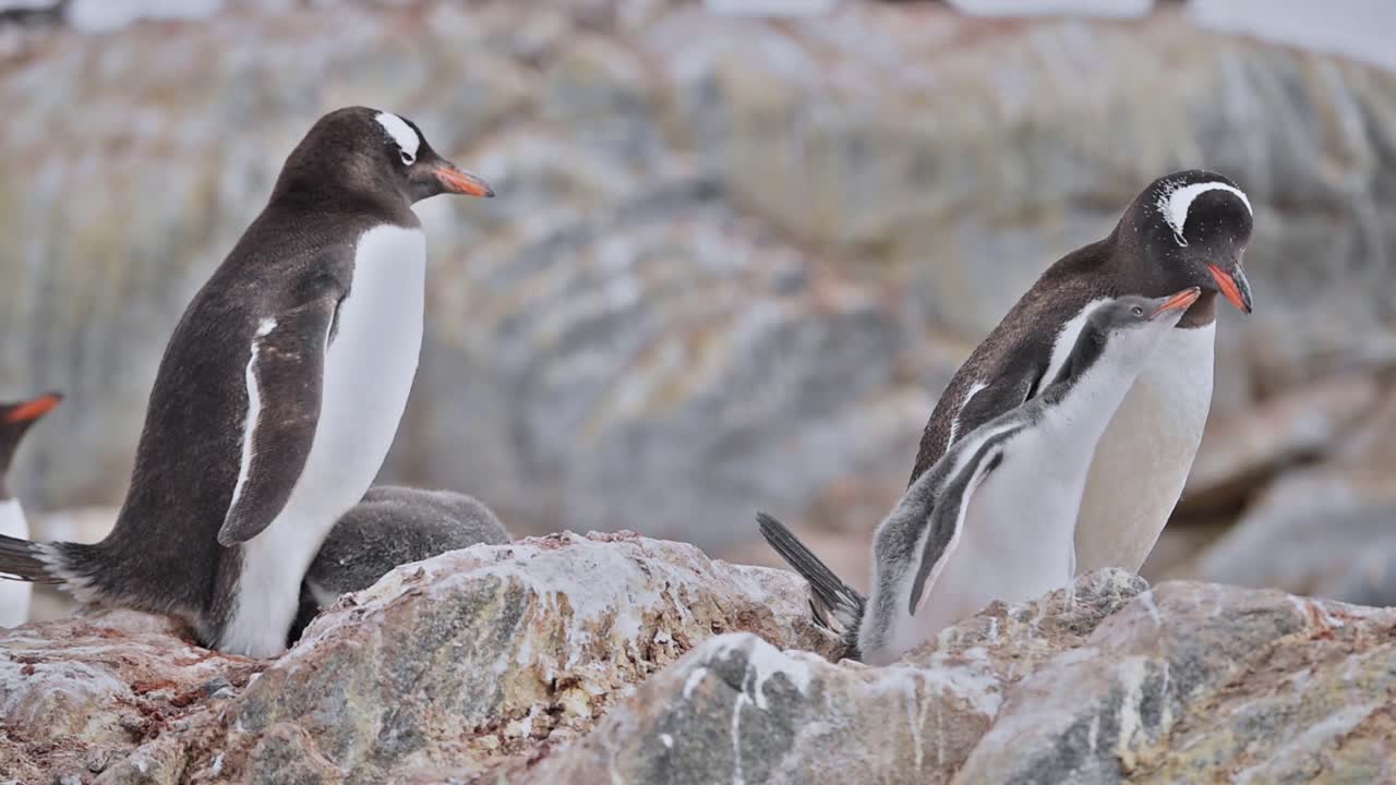 polluelos de pingüinos gentoo de la antártida alimentándose en la isla de livingstone