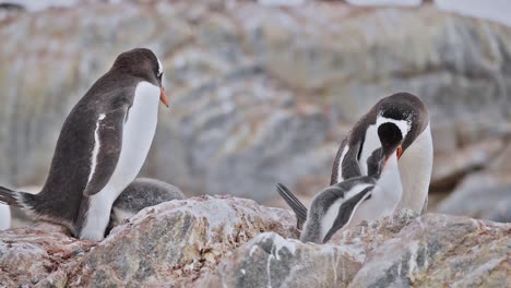 antarctica gentoo penguin chicks feeding on livingstone island