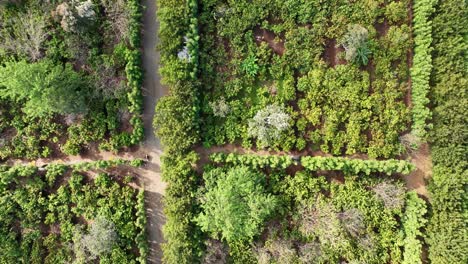 maui chocolate farm