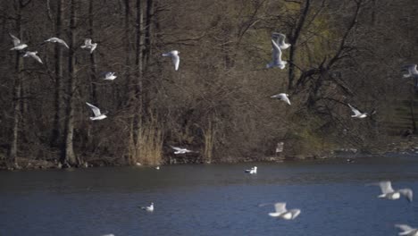 gaviotas en un parque de la ciudad en un frío día de otoño