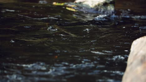 Water-ebbs-and-flows-in-gentle-flowing-creek-under-shade,-slow-motion