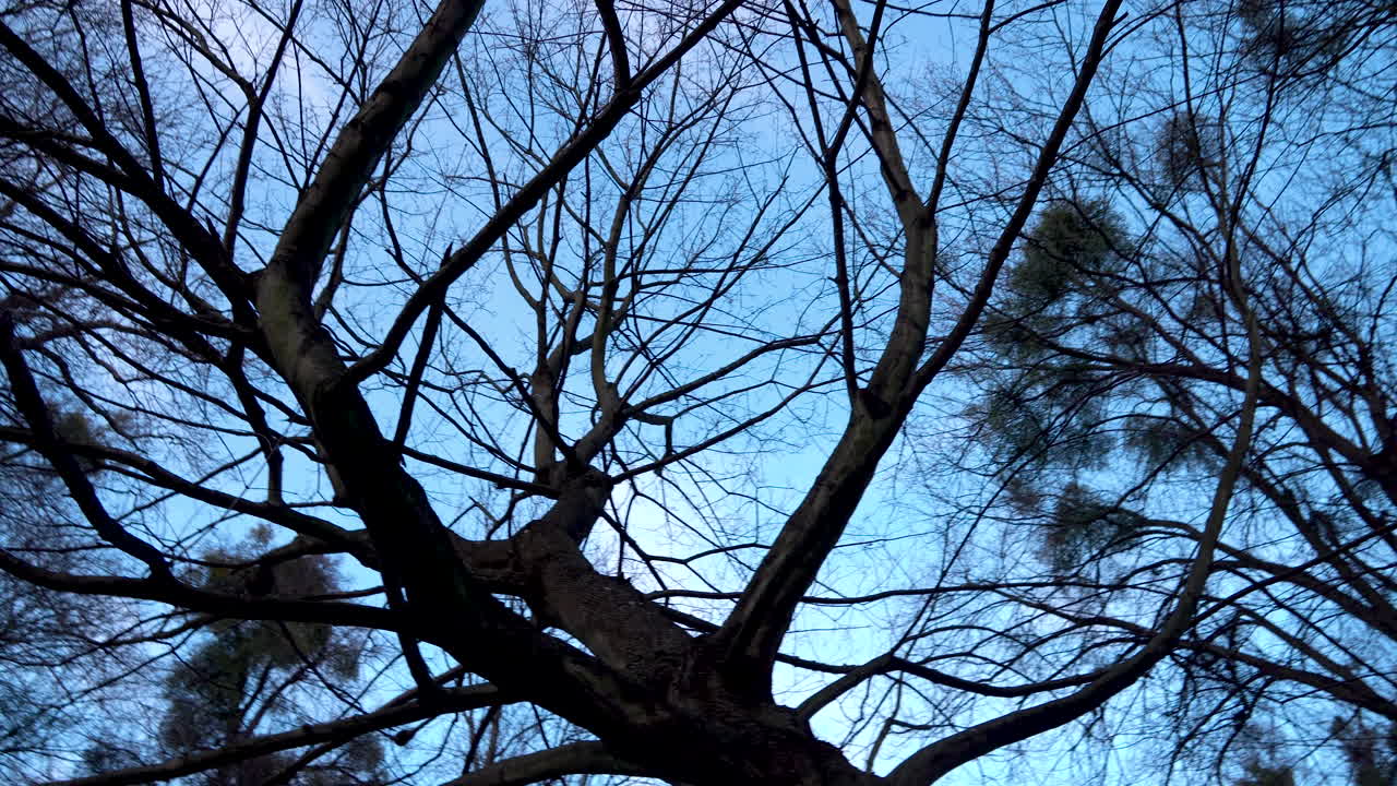 푸른 하늘을 배경으로 잎이 없는 나무 가지와 새 둥지를 보여주는 궤도 상향식 샷