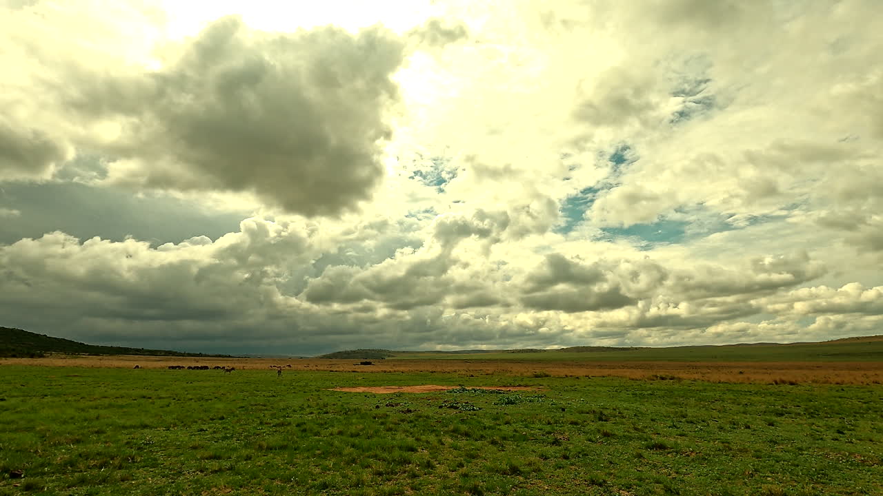 폭풍우 구름, 제브라, 야생동물, 타임스 분위기가 있는 넓은 사바나 풍경