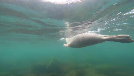 Un-León-Marino-De-California-Nada-En-La-Costa-De-La-Jolla-Cove