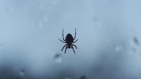 slow zoom, small spider moving upside down against a window with water droplets