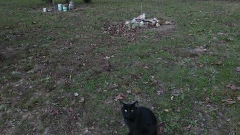 Schwarze-Katze,-Die-Vor-Der-Drohne-Davonläuft