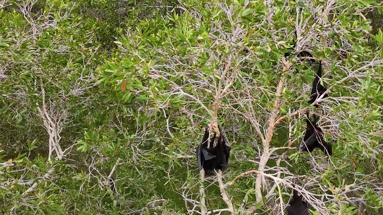 Volpi volanti riposano tra una fitta vegetazione verde, mostrando il loro comportamento naturale di riposo tra le cime degli alberi.
