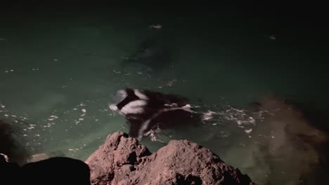 rayas manta adolescentes comiendo algas bajo el resplandor de una luz