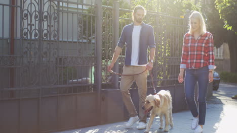 young happy couple walking the labrador dog on a leash on a sunny day