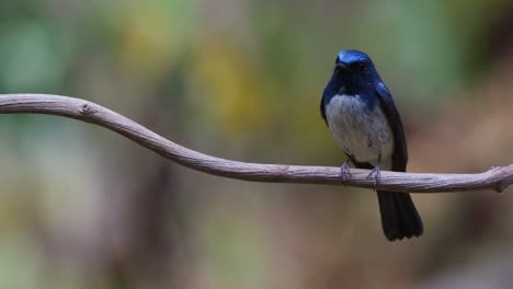 camera zooms in while this bird is perched facing towards the camera, hainan blue flycatcher cyornis hainanus, thailand