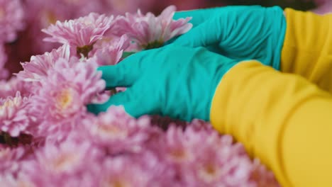 florist with latex gloves handling pink flowers with labels in a greenhouse