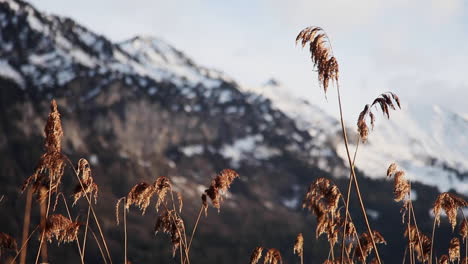 vegetación silvestre anaranjada a la hora dorada, montaña cubierta de nieve en el fondo