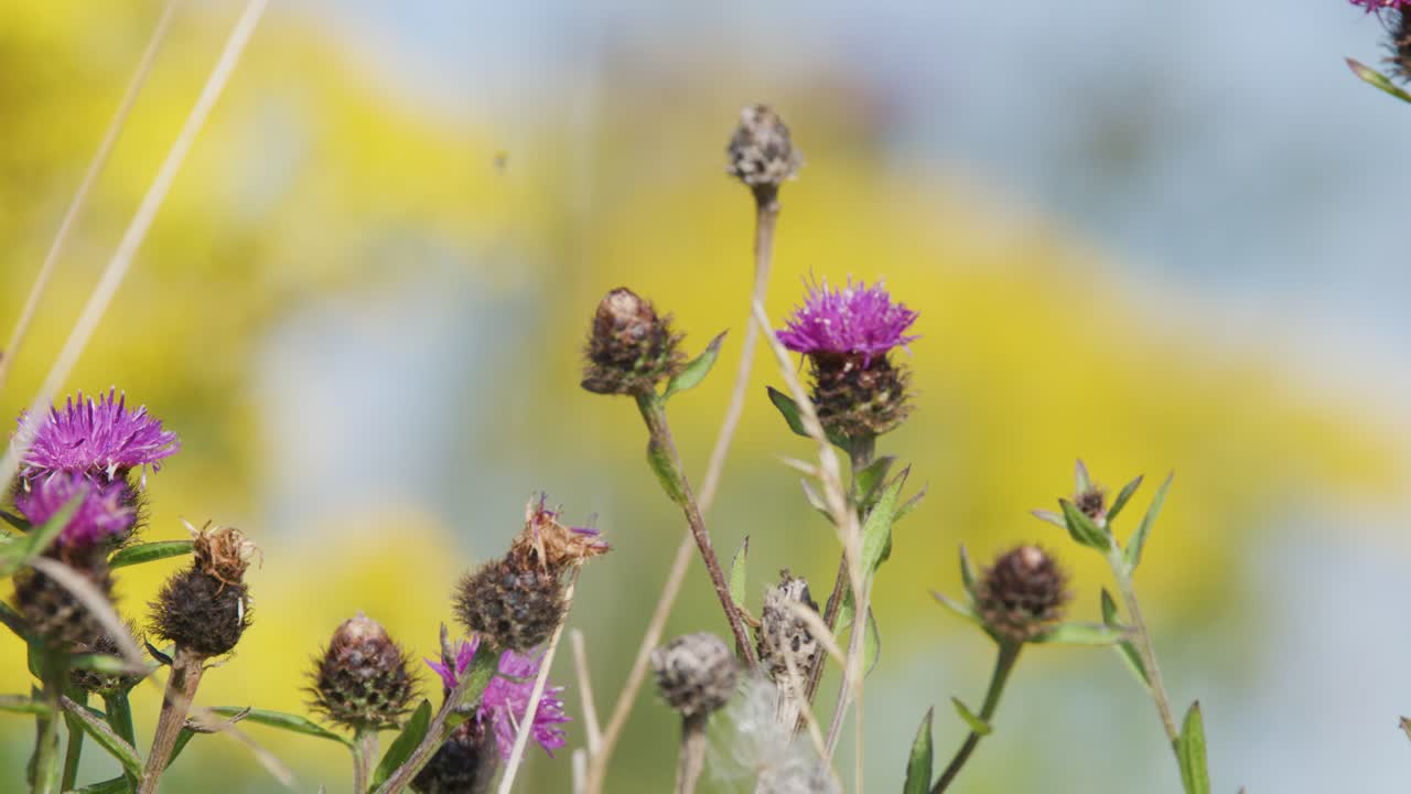 Purple thistle flowers and seed heads gently move in a sunlit meadow, captured with shallow depth of field and smooth camera panning