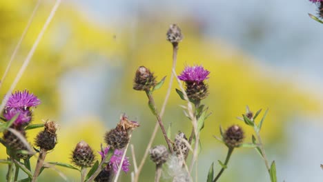 purple thistle flowers and seed heads gently move in a sunlit meadow, captured with shallow depth of field and smooth camera panning