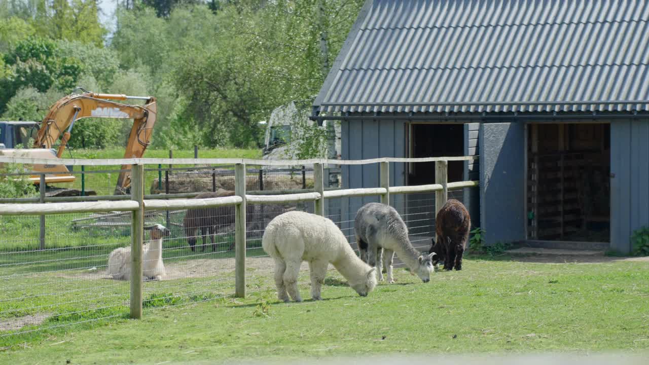 Alpacas grazing and resting near shelter on sunny pasture at animal farm