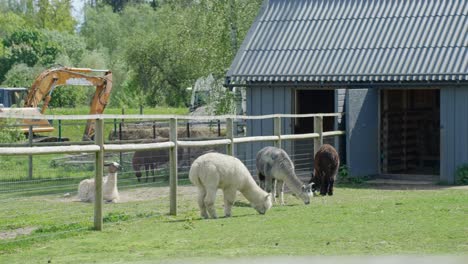 alpacas grazing and resting near shelter on sunny pasture at animal farm
