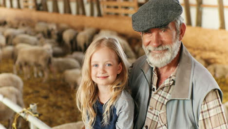 close-up view of caucasian old gray-haired man hugging his little granddaughter and smiling to camera while sitting together in stable with sheep flock