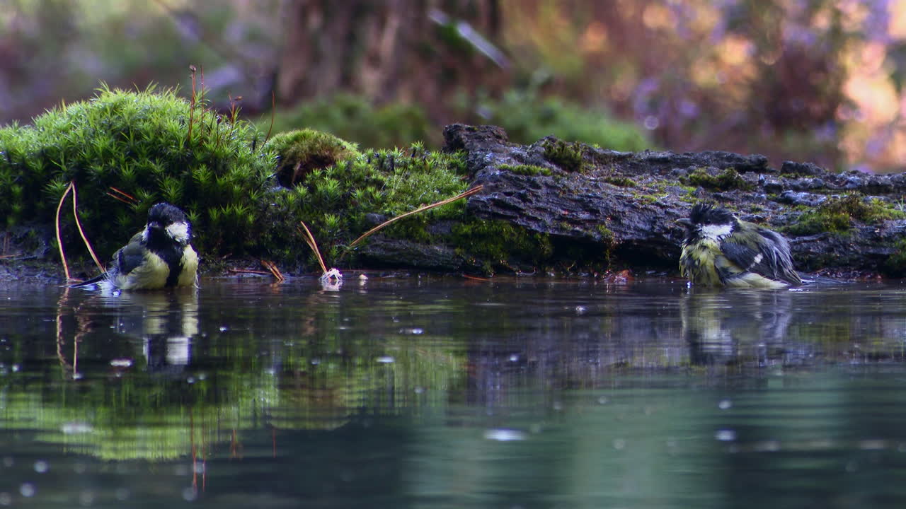 carbonero común bañándose en la piscina del bosque, salpicando gotas, una dejando el agua