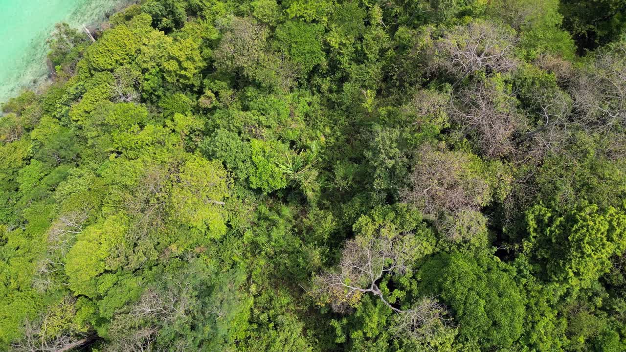 Dense tropical forest blending into a pristine turquoise shoreline with a single longtail boat anchored near the beach in Thailand