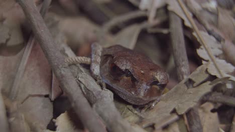 spotted litter frog camouflage hiding among dried leaves and branch and opening eyes looking camera in jungle