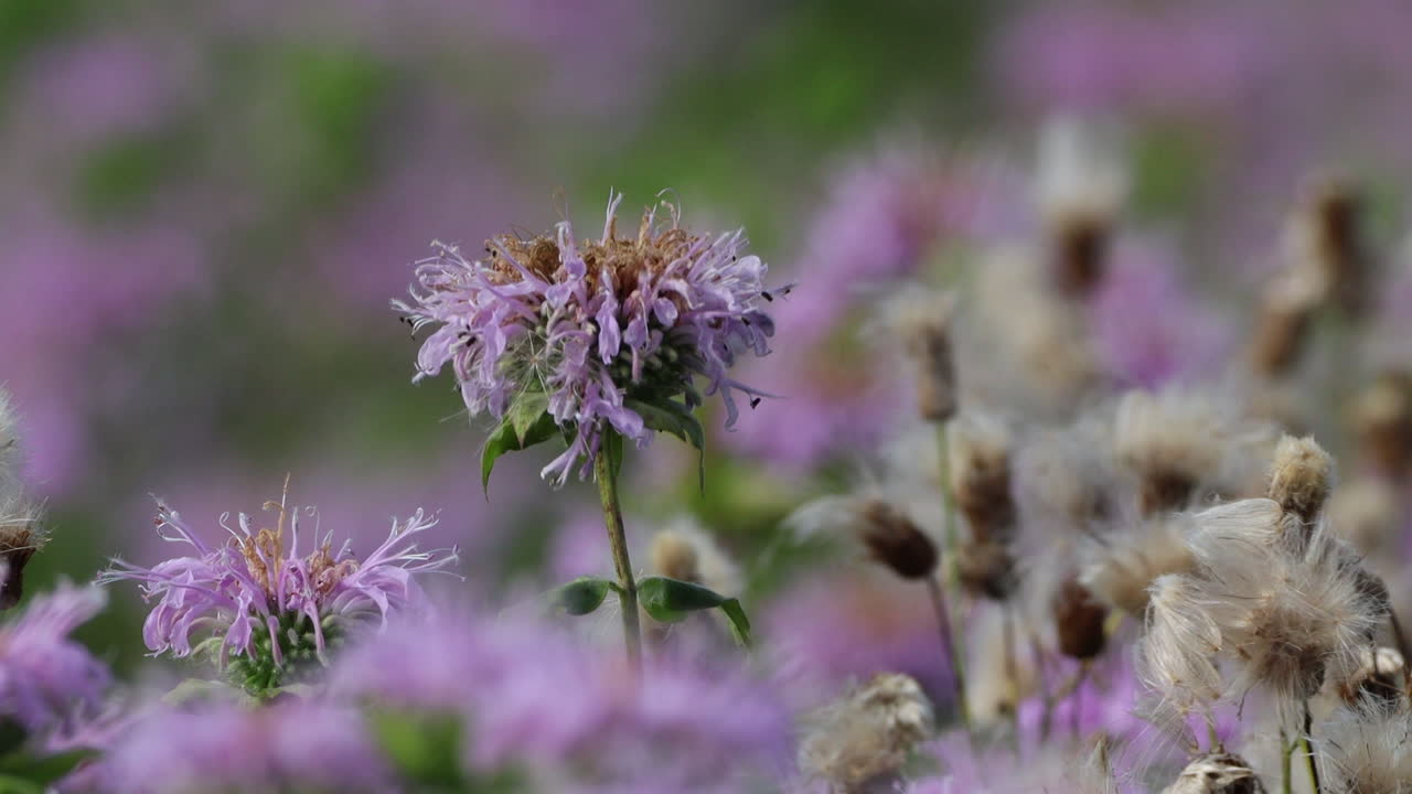 엉겅퀴 솜털과 보라색 꽃이 활짝 핀 들판