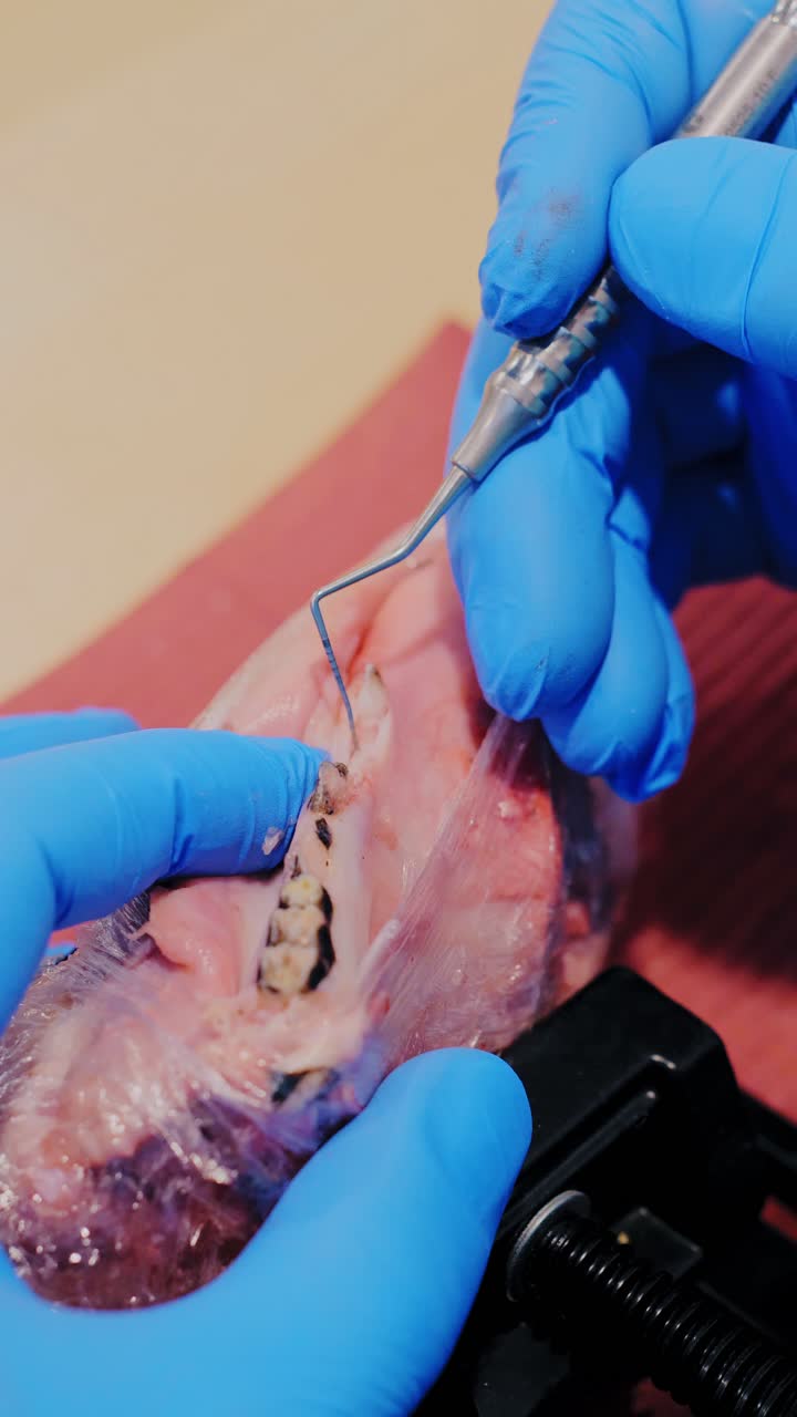 Close-up of dental trainee cleaning pig jawbone for implant drill procedure