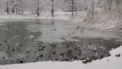 seagulls flying over the frozen lake