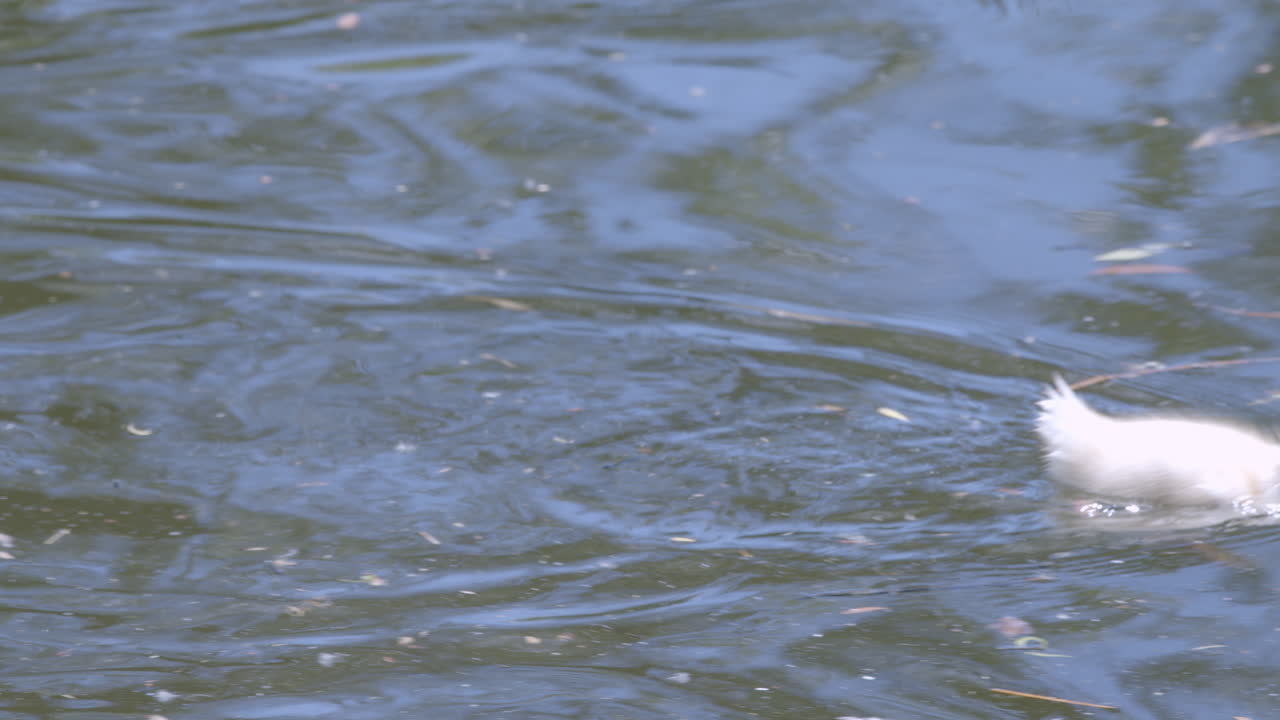 물 위를 헤엄치는 작은 오리