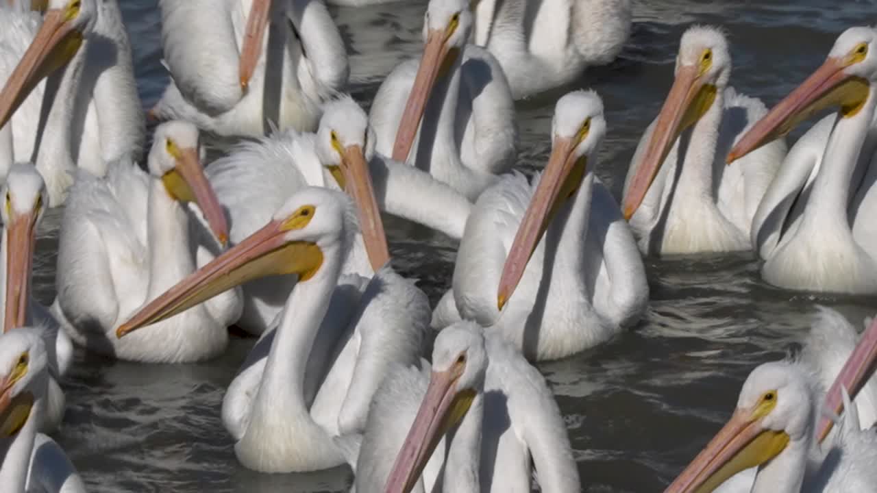 Pelicans living, flying and swimming at the small town of Petatan ,Mexico by the Chapala lake