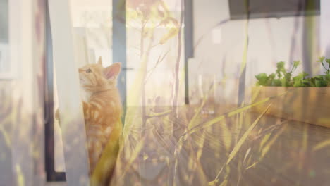 animation of grass and plants over pet cat climbing on chair