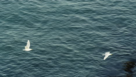 toma en cámara lenta de dos gaviotas volando