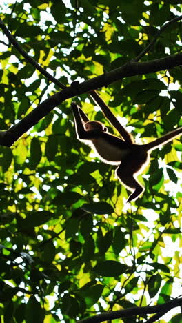 monkey in a jungle tree