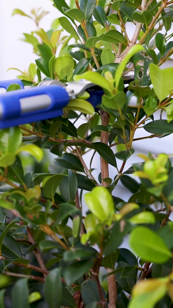Un primo piano verticale di cesoie da giardino blu che tagliano foglie e rami verdi e rigogliosi.