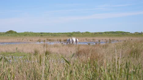 some horses running back leaving the pond behind