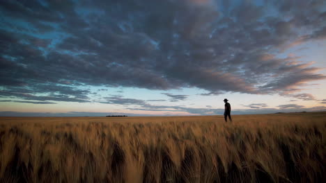 silhouette of a person walking in a wheat field at sunset