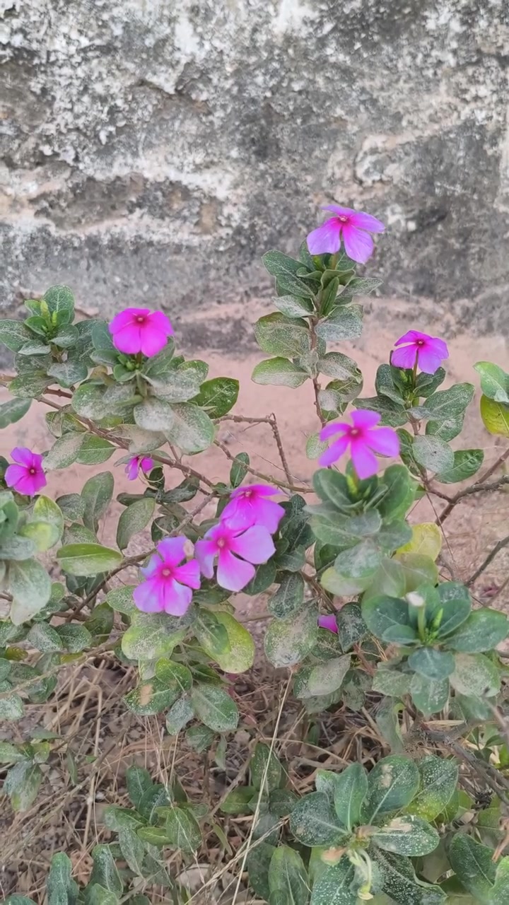Vibrant Pink Periwinkle Flowers Blooming in a Garden