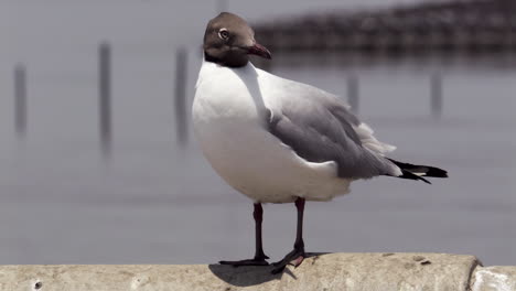 one brown-headed gull perched on concrete jetty