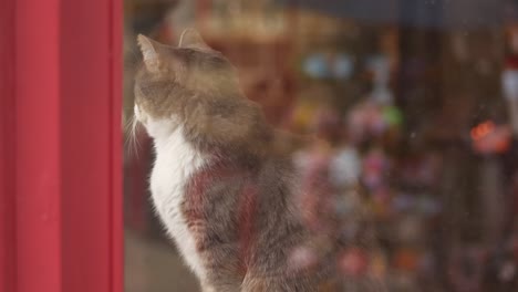 gray and white cat sitting at a window