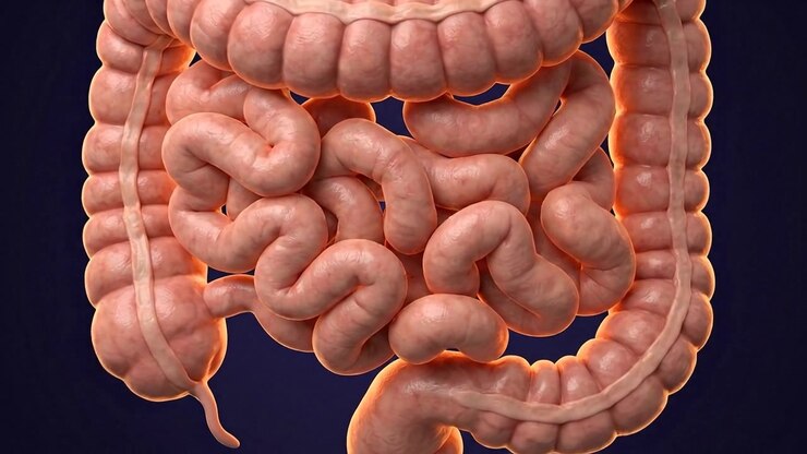 Healthcare visualization of human colon featuring isolated large intestine with detailed anatomical shape with clear anatomical structure
