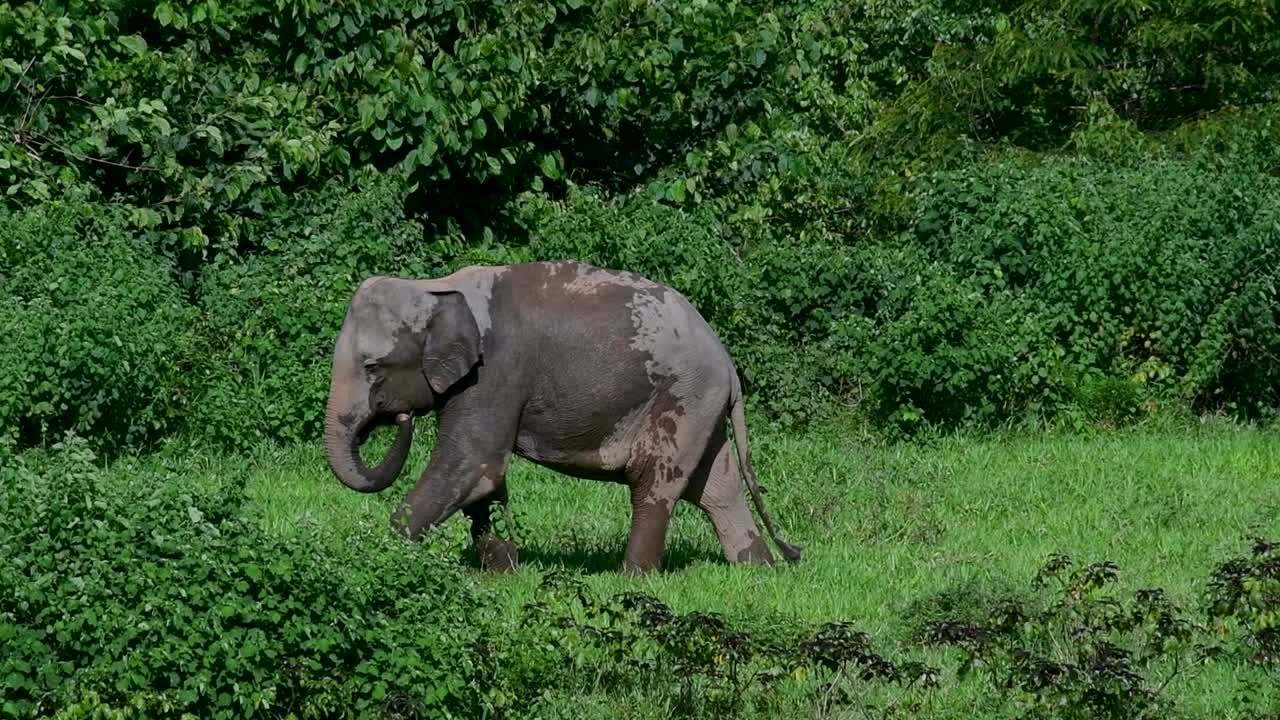 gajah asia adalah spesies yang terancam punah dan mereka juga penduduk thailand