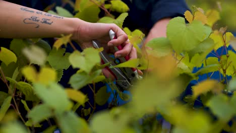 grapes in the garden